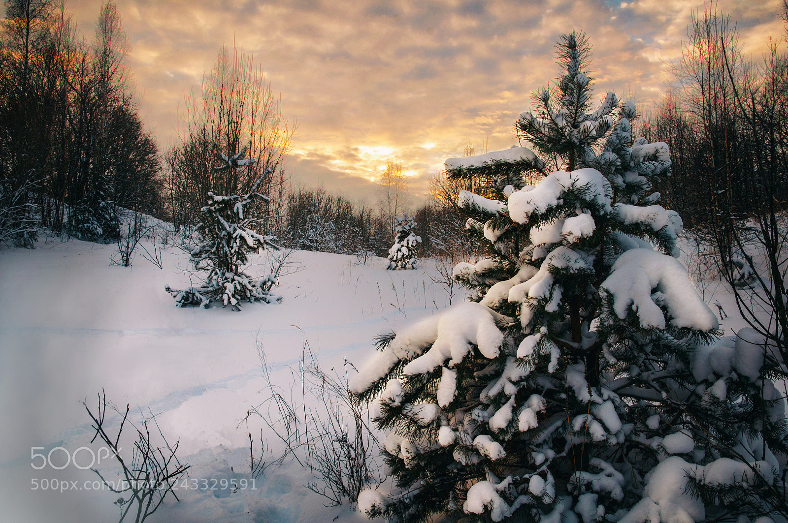Nikon D90 sample photo. Wrapped in snow photography