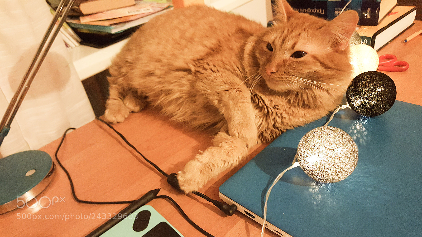 Samsung GALAXY S6 edge sample photo. Lazy photography