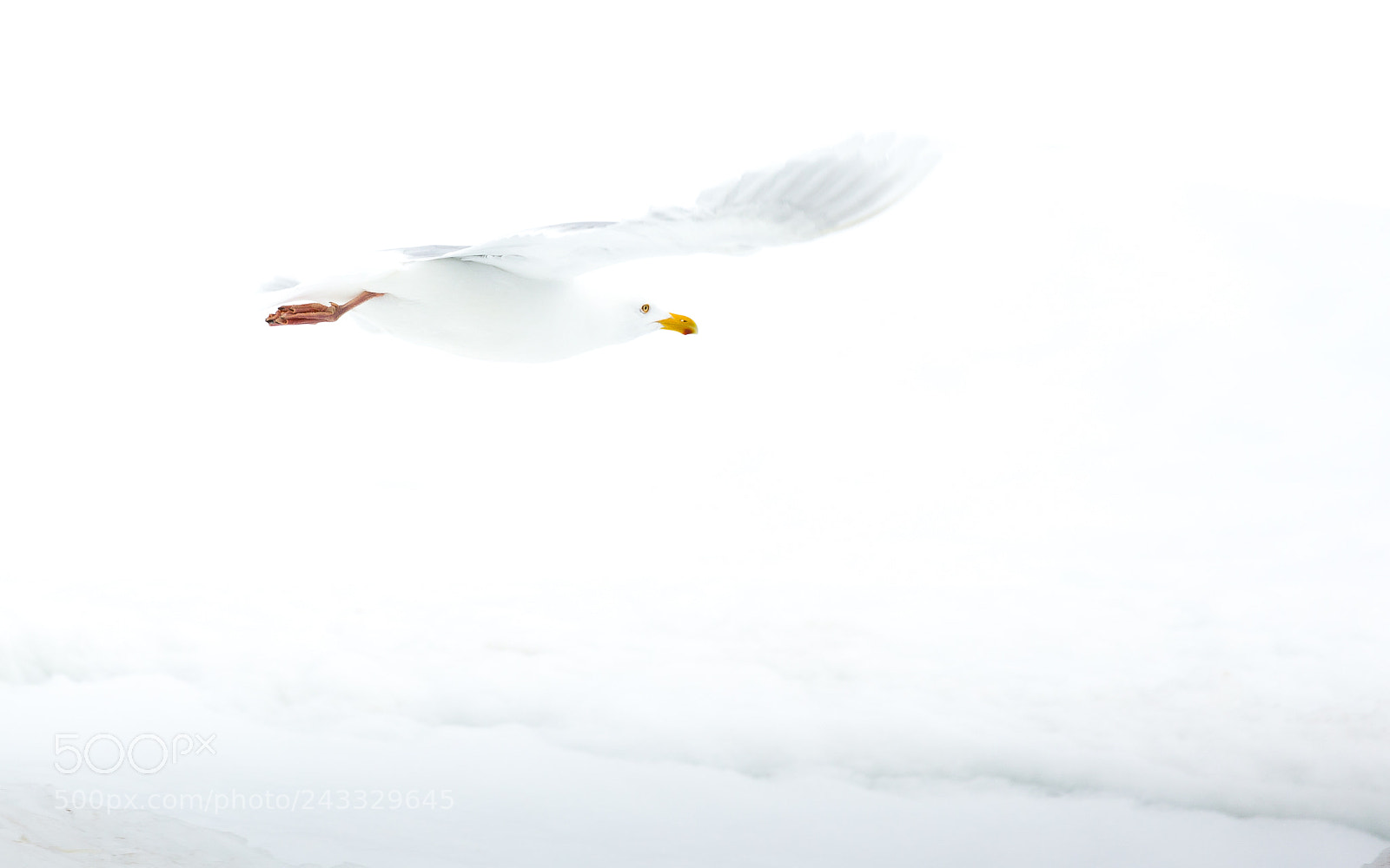 Canon EOS-1D X sample photo. Gliding photography