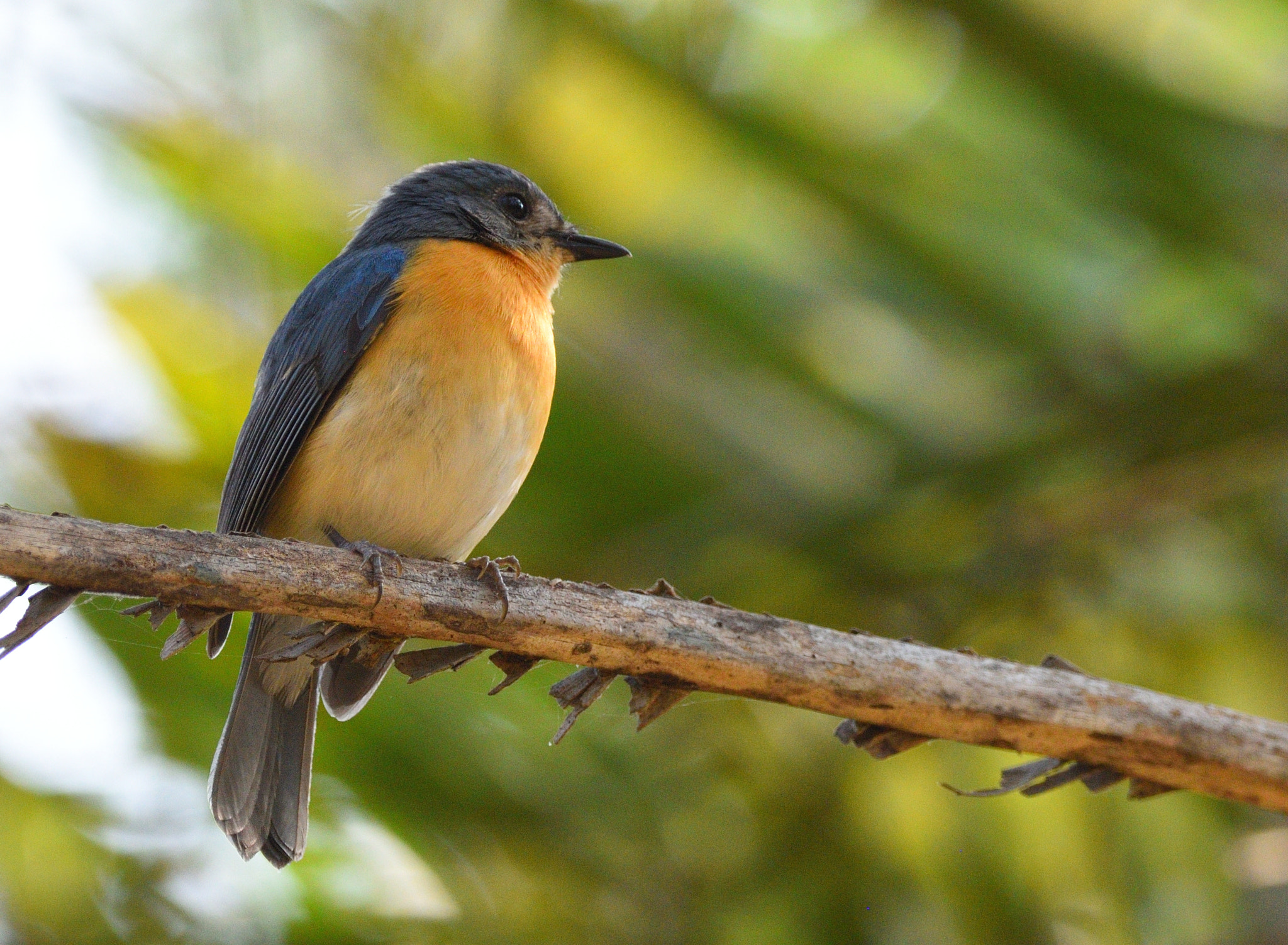 Nikon D810 sample photo. Tickells blue flycatcher photography