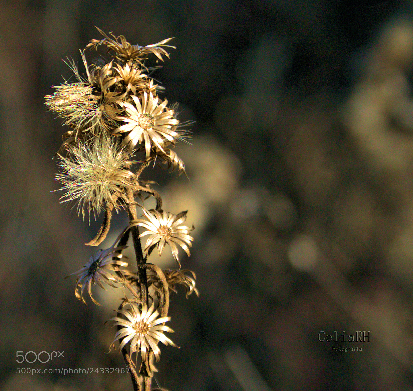 Canon EOS 1000D (EOS Digital Rebel XS / EOS Kiss F) sample photo. Golden colors photography