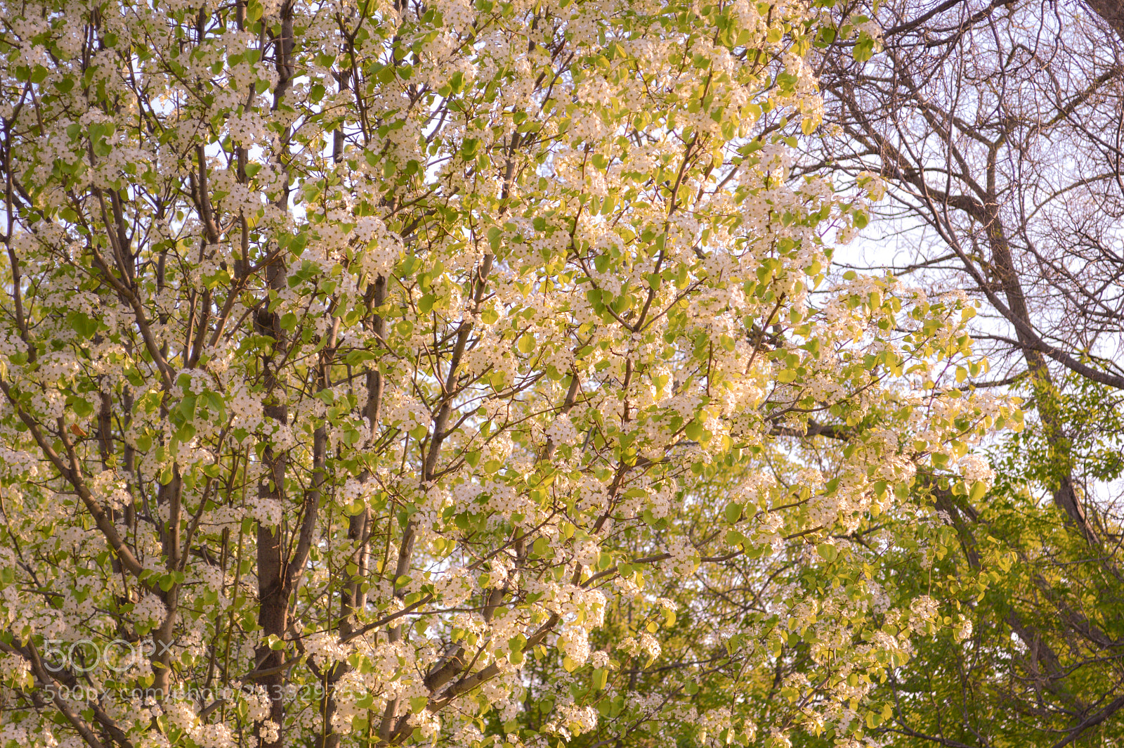 Nikon D3200 sample photo. White blossoms photography