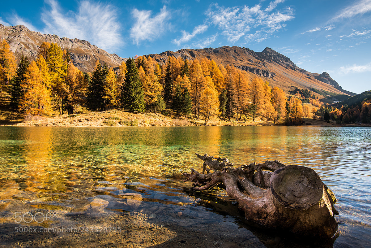 Nikon D810 sample photo. Autumn photography