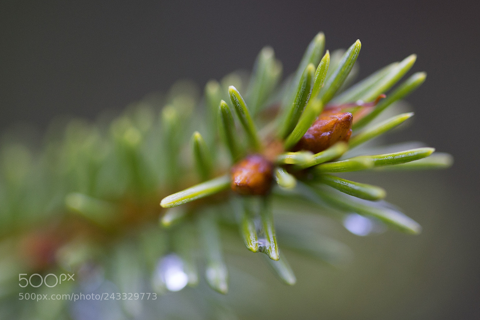 Sony a7 II sample photo. Fir tree photography