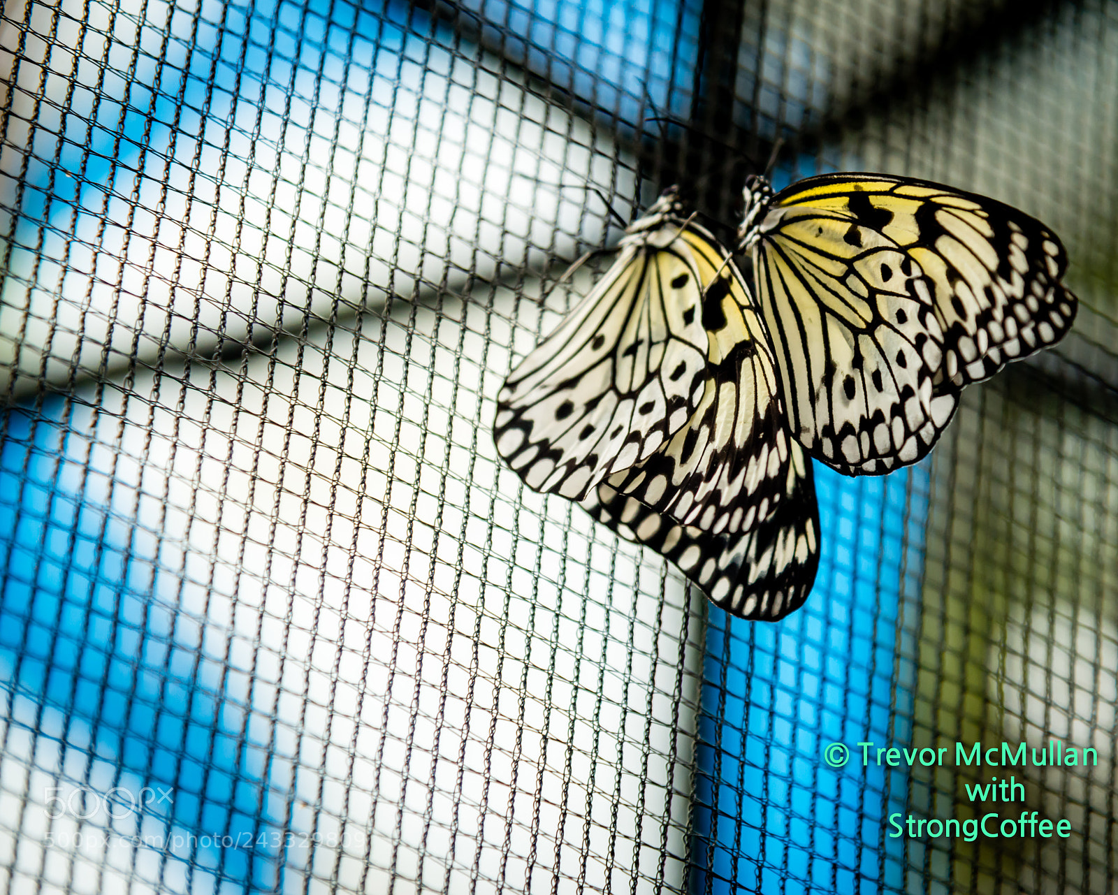 Nikon D800 sample photo. Butterflies photography