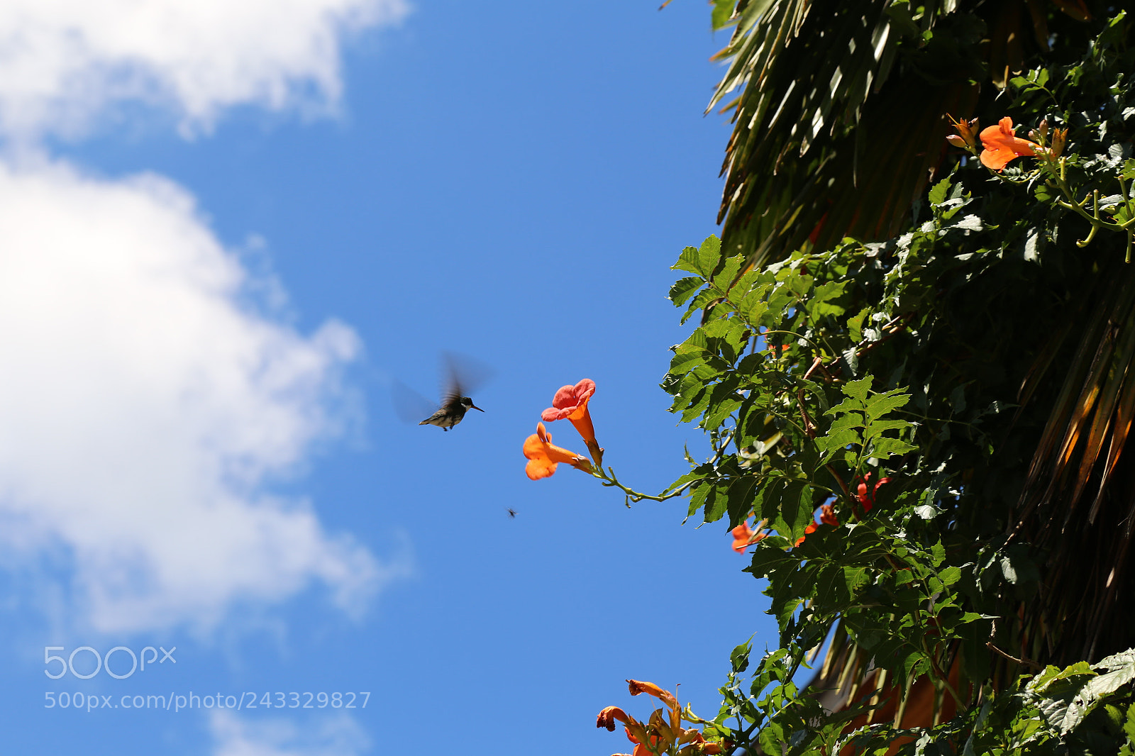 Canon EOS 6D + Canon EF 24-105mm F4L IS USM sample photo. Beijaflor photography