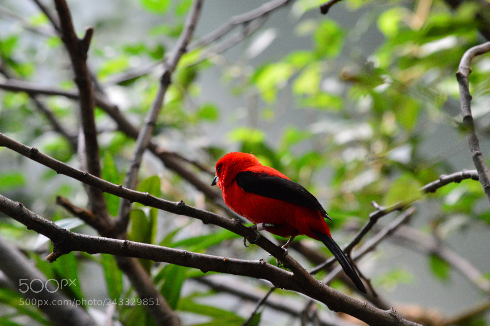 Nikon D3200 sample photo. Little bird photography