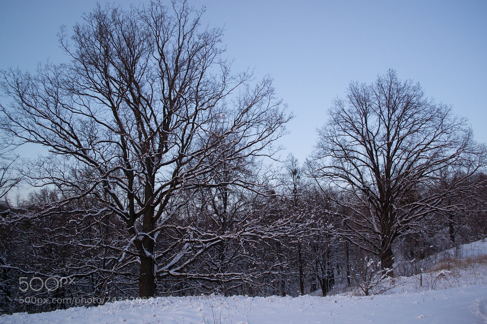 Nikon D3100 sample photo. Winter forest photography