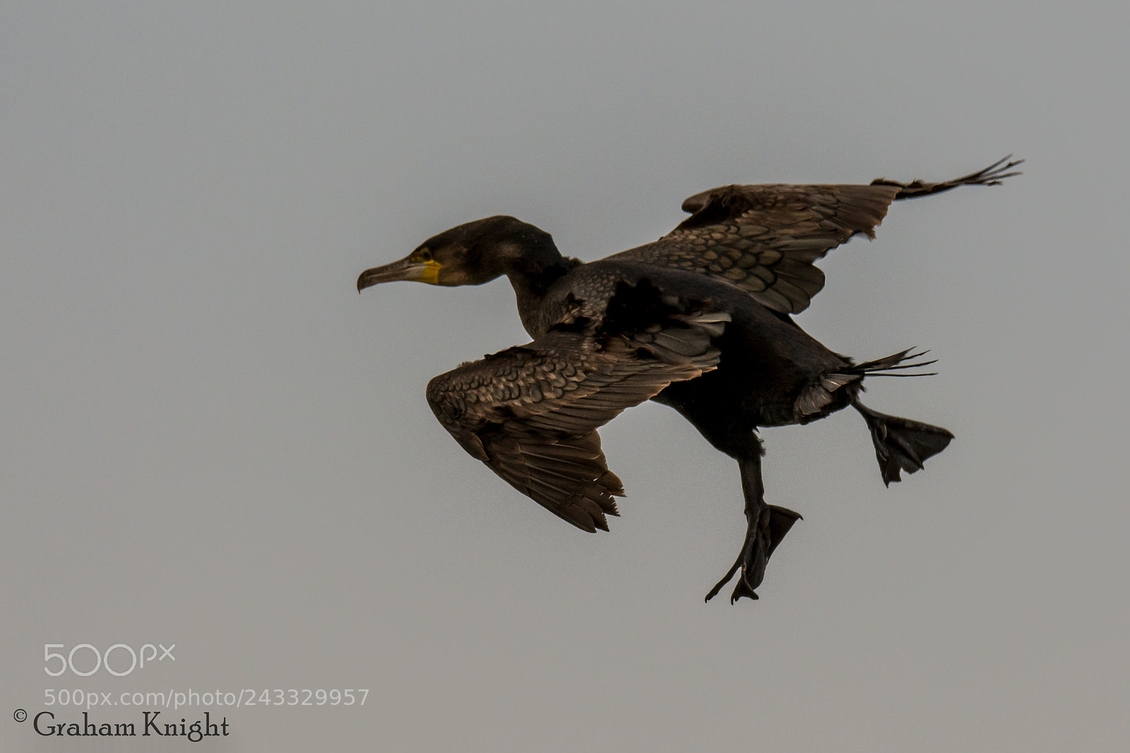 Nikon D7100 sample photo. Windy landing photography