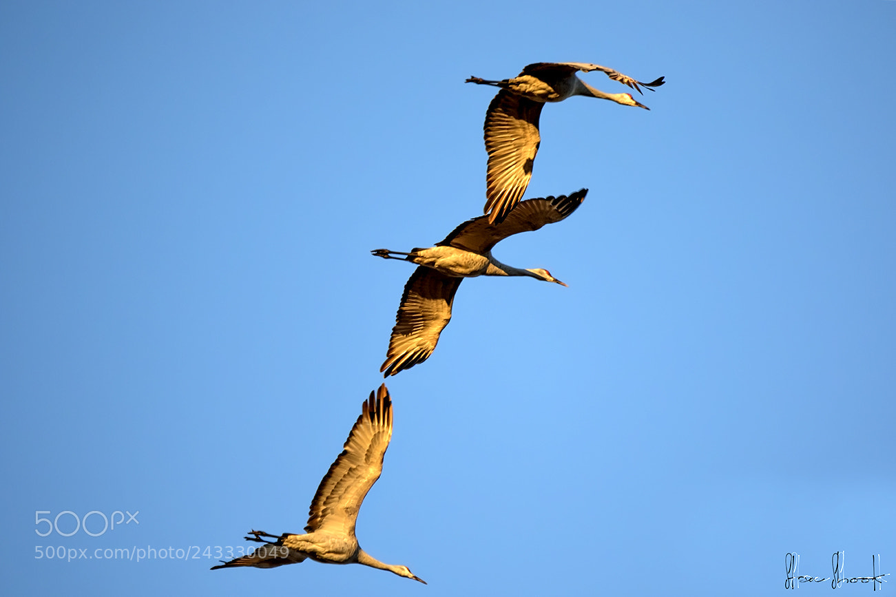 Canon EOS 7D Mark II sample photo. Wingtip to wingtip.....almost photography