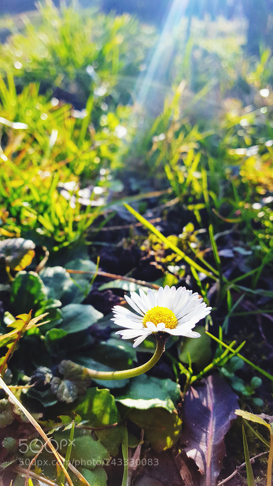 Samsung GALAXY S6 edge sample photo. Flower photography