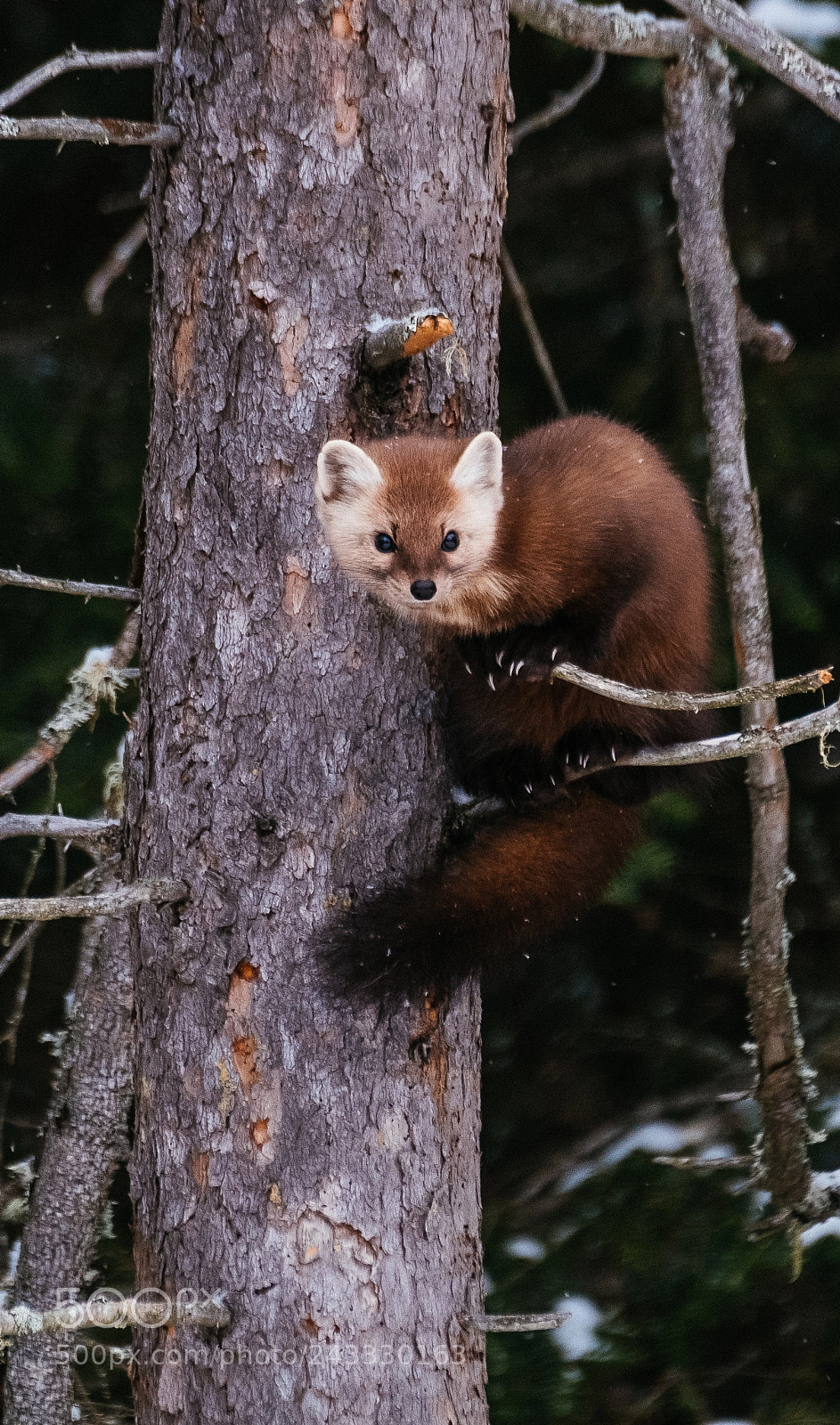 Fujifilm X-T2 sample photo. Pine marten - algonquin photography