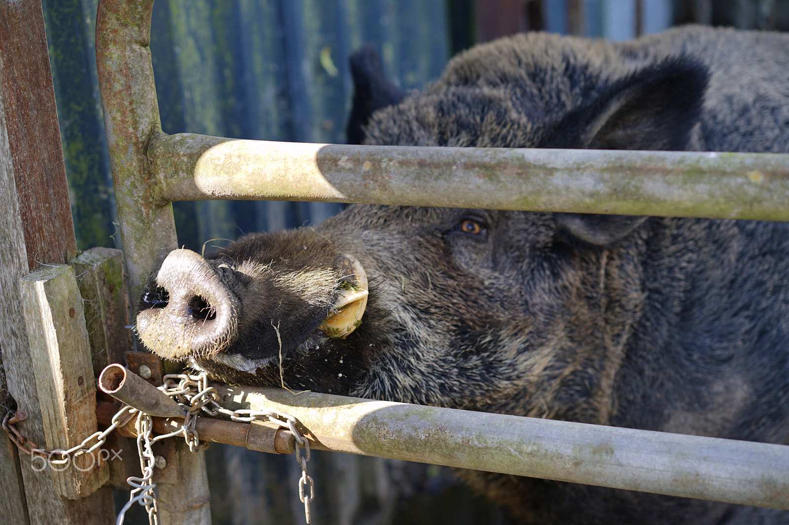 Sony a7 II + Sony Sonnar T* FE 55mm F1.8 ZA sample photo. Saved boar photography
