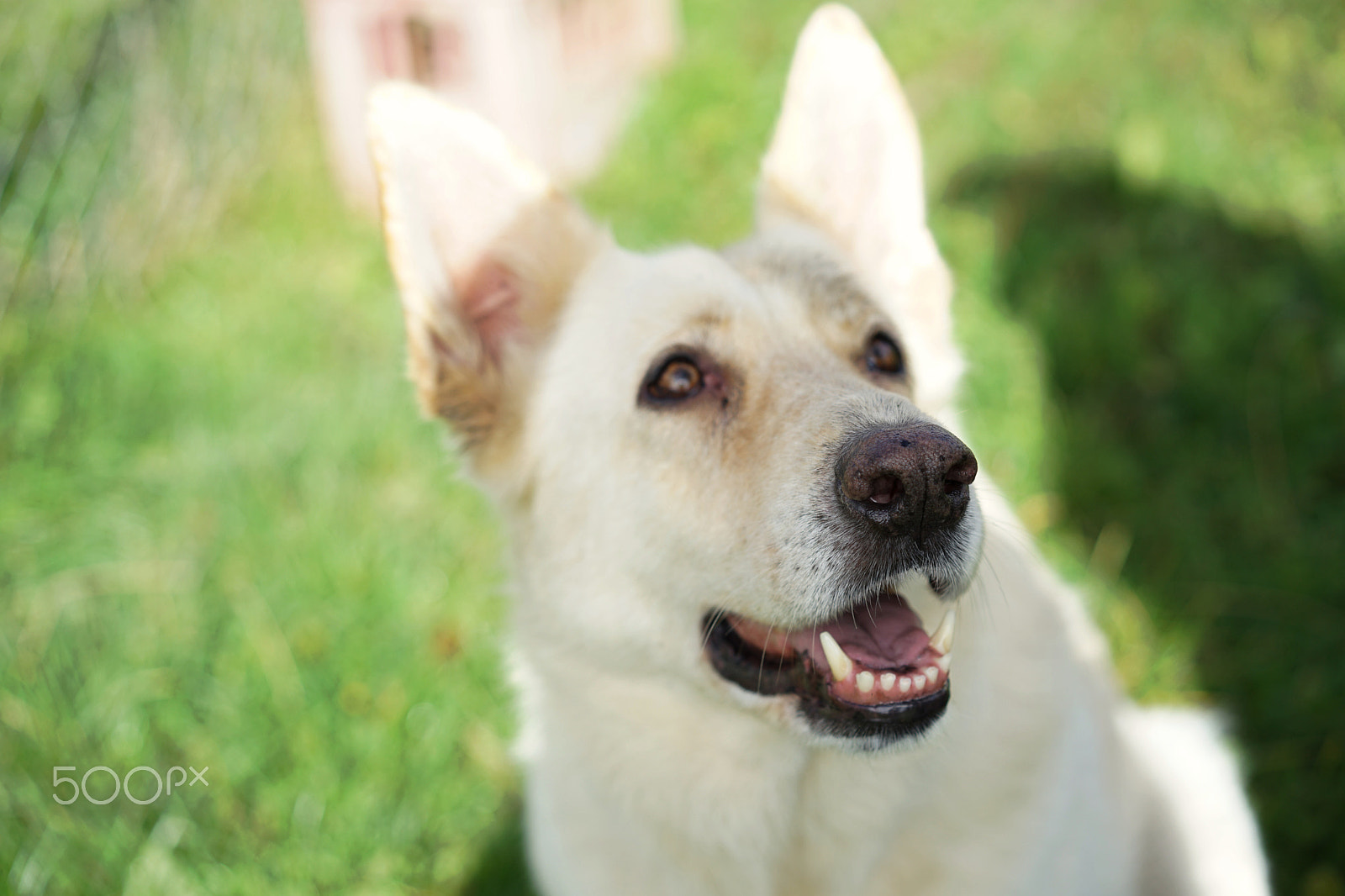Sony a7 II + Sony Sonnar T* FE 55mm F1.8 ZA sample photo. Majestic dog photography