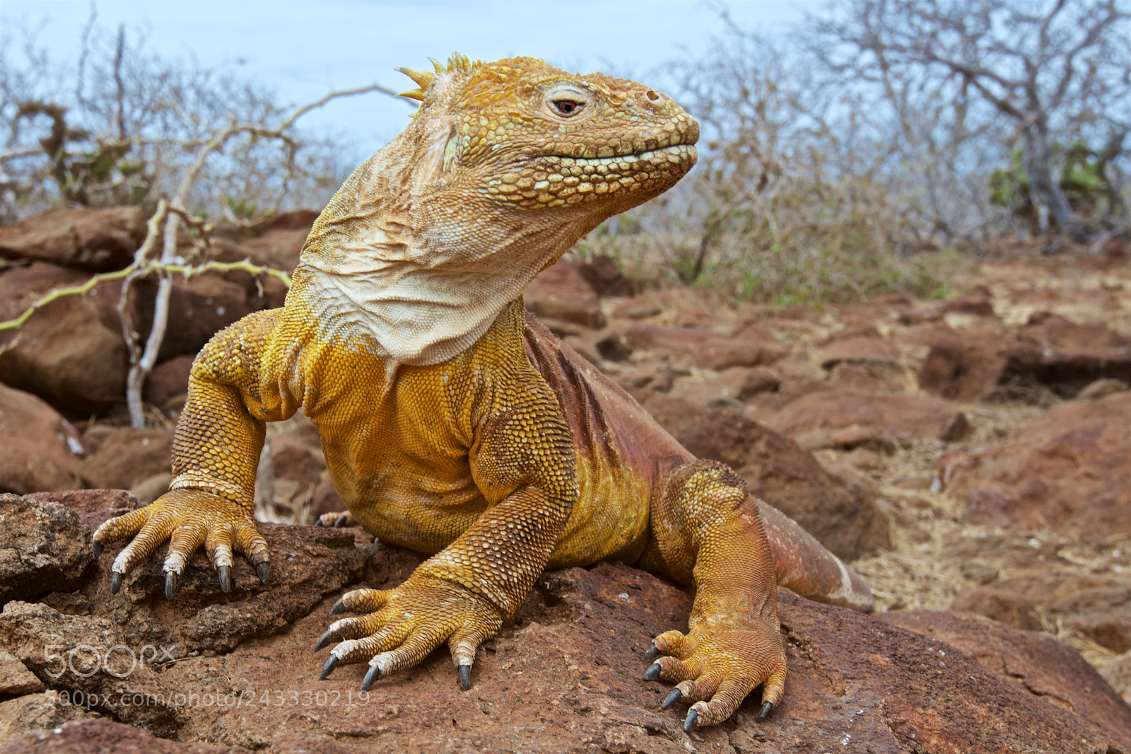 Nikon D810 sample photo. Galapagos iguana photography