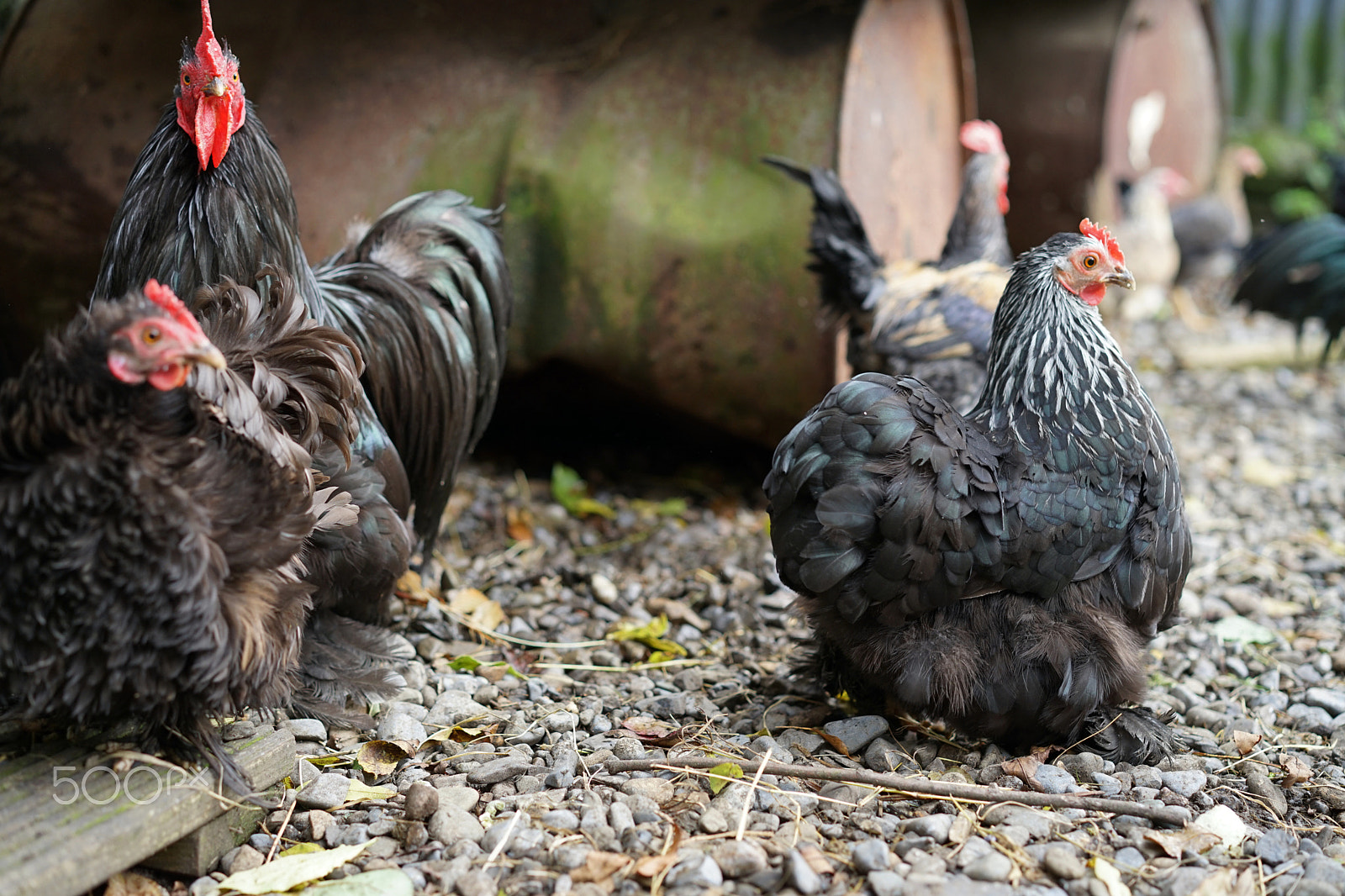 Sony a7 II + Sony Sonnar T* FE 55mm F1.8 ZA sample photo. Saved hens photography