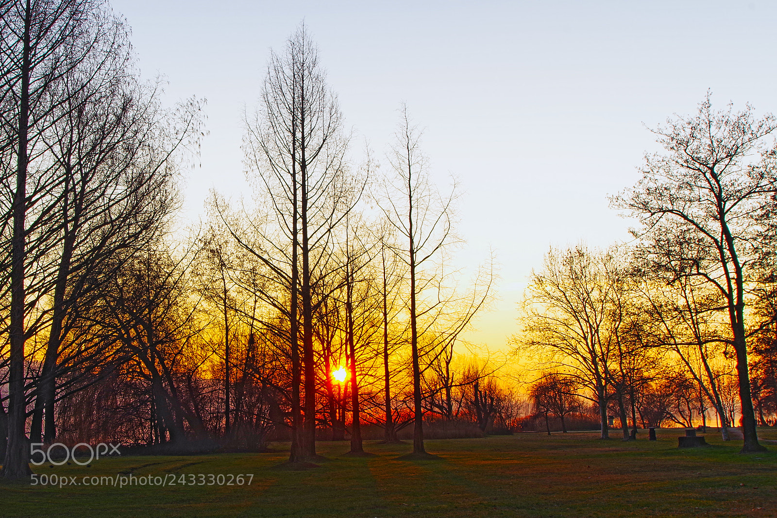 Pentax K-S2 sample photo. Fiery trees / alberi infuocati photography