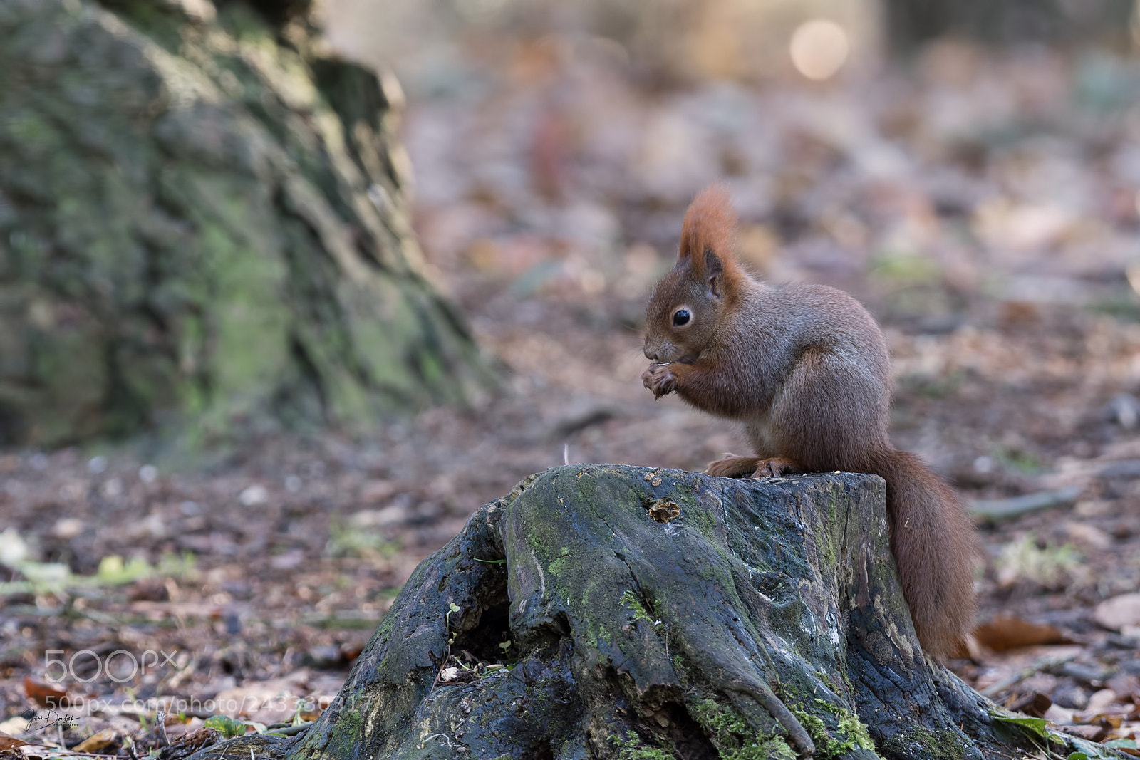 Nikon D7200 sample photo. Red squirrel (sciurus vulgaris) photography