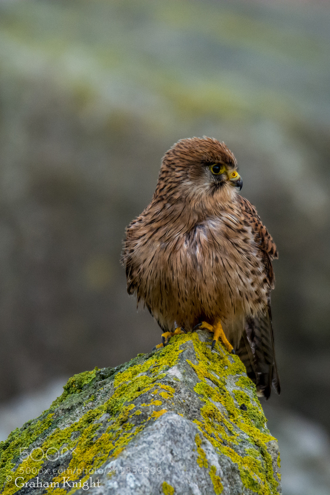Nikon D7100 sample photo. Kestrel at portland photography