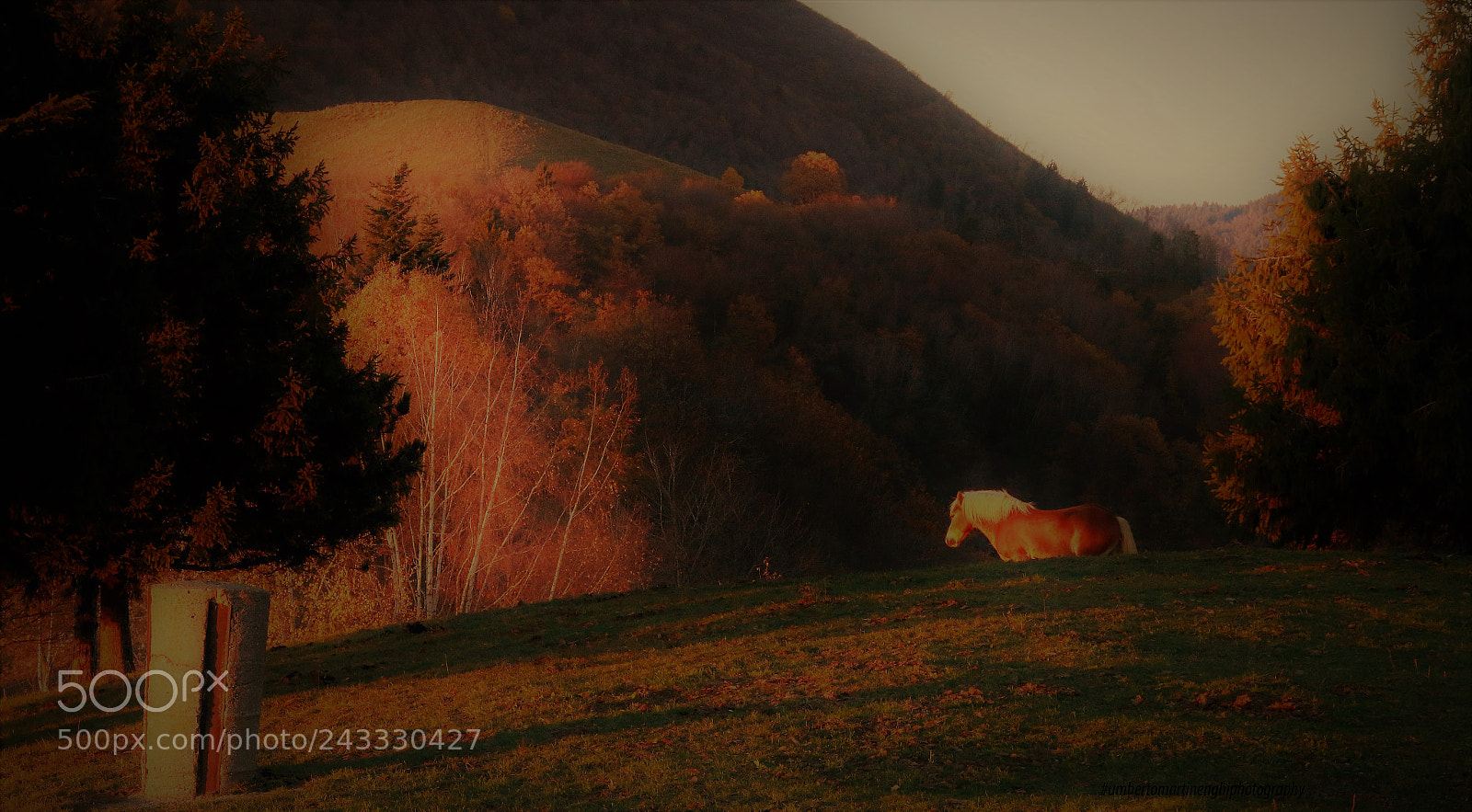 Canon EOS 7D Mark II sample photo. Horse grazing photography
