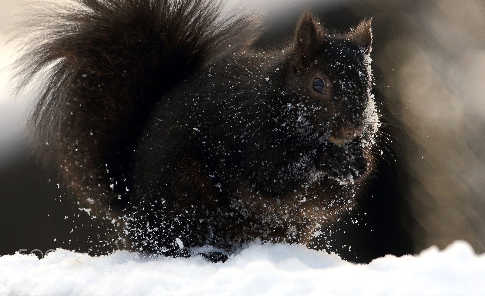Canon EOS 7D Mark II sample photo. Winter coat photography