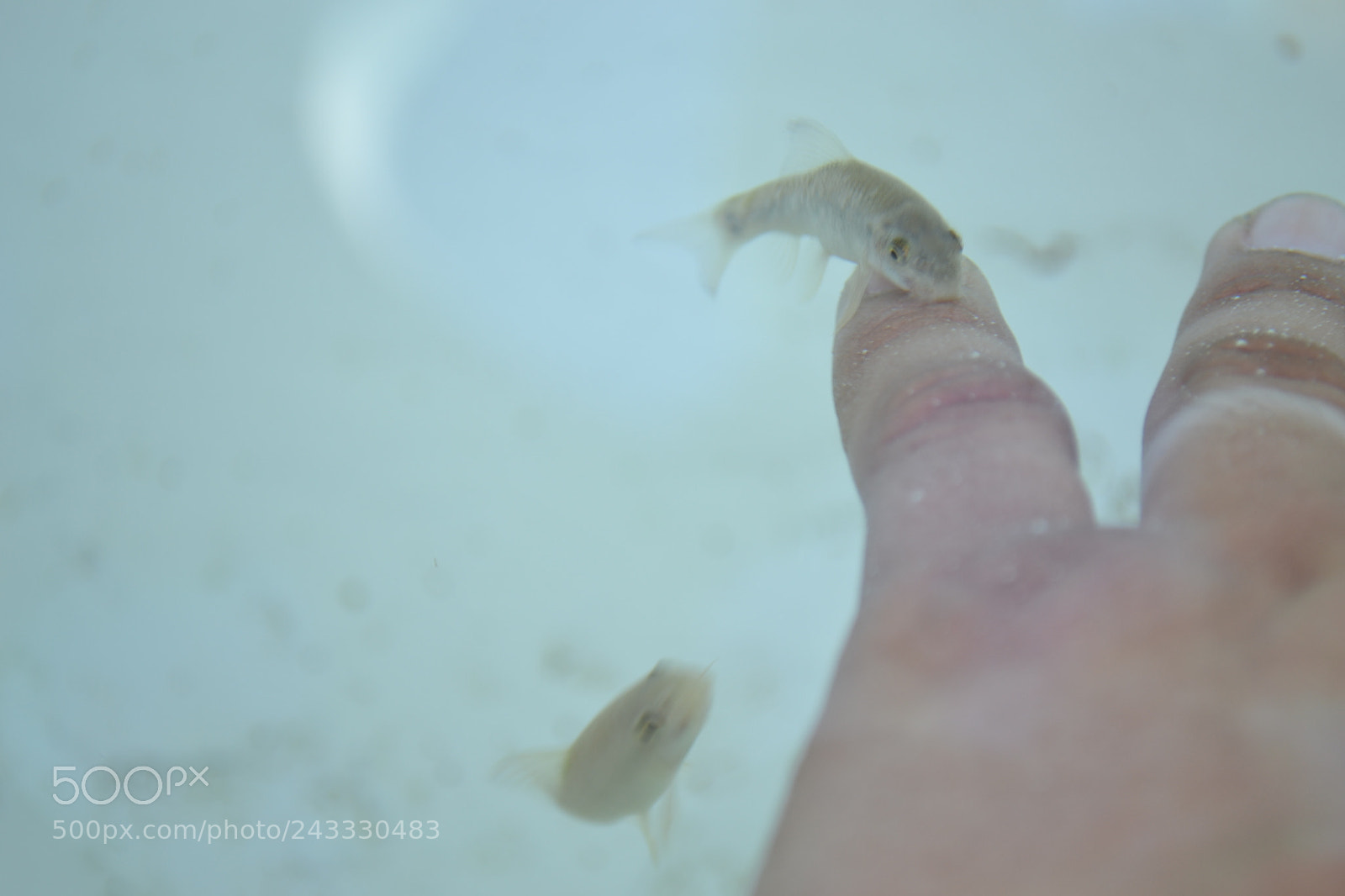 Nikon D3100 sample photo. Eat me photography