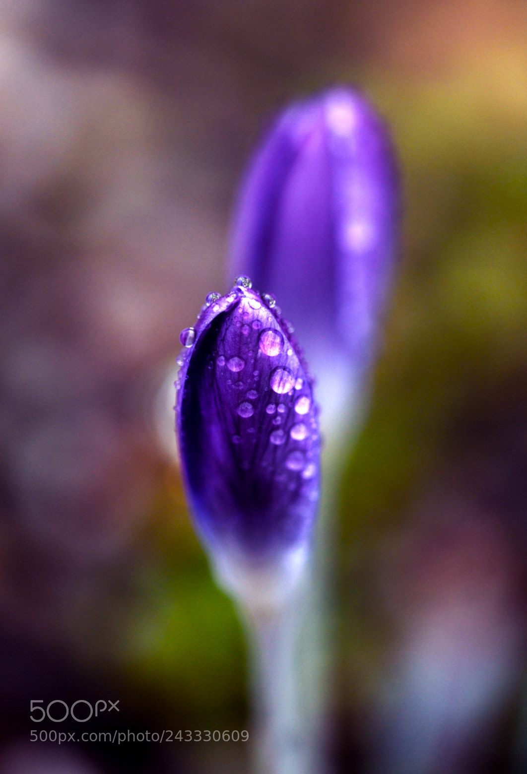 Nikon D3200 sample photo. Purple rain photography