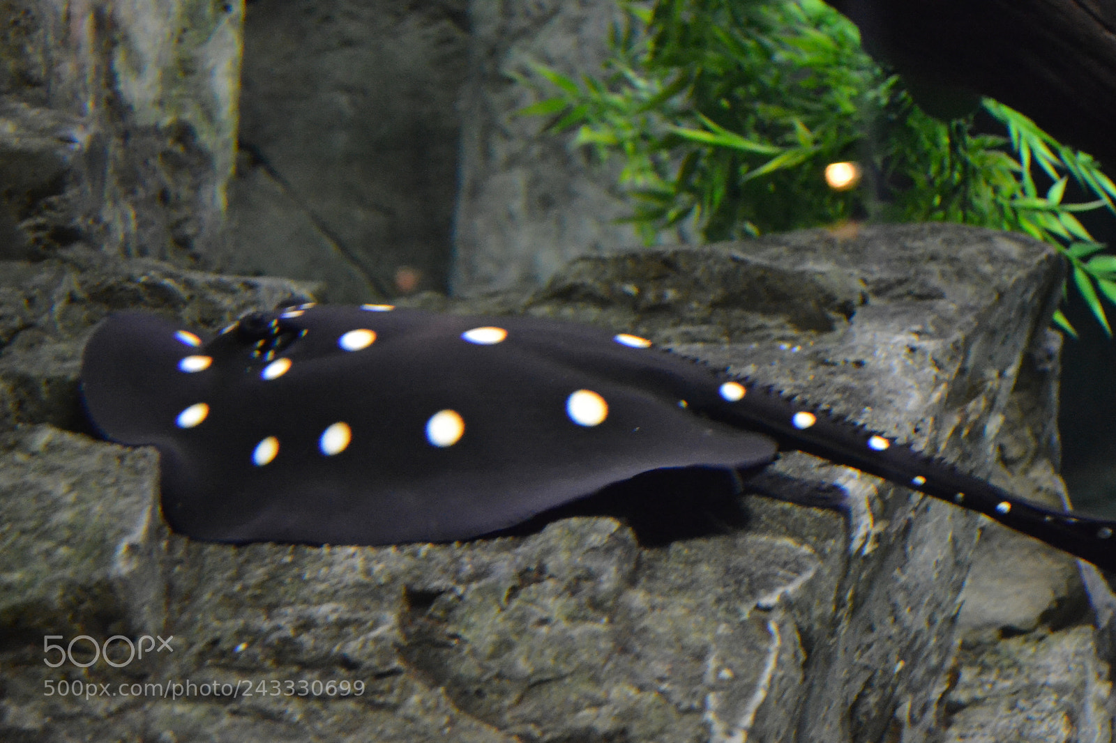 Nikon D3100 sample photo. Polka dots photography