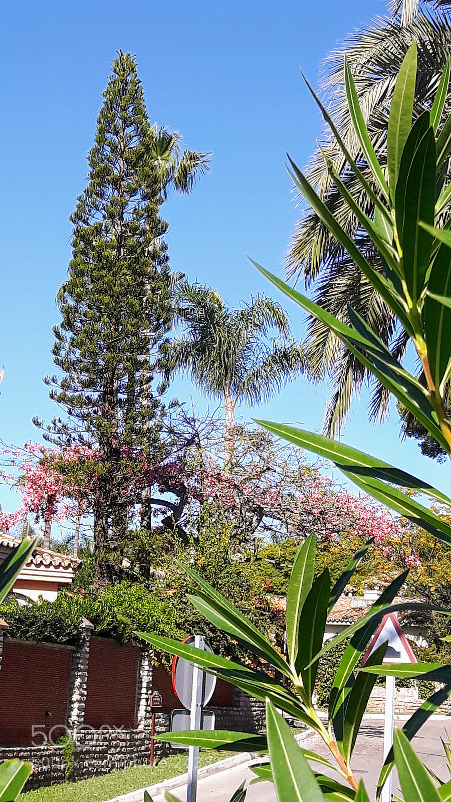 Samsung Galaxy S5 Neo sample photo. Floresta photography