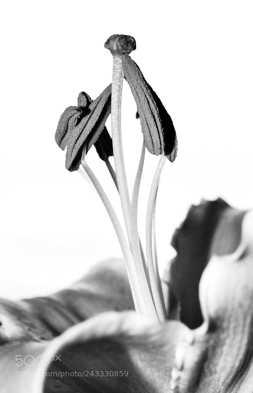 Nikon D3200 sample photo. * monochrome lily * photography