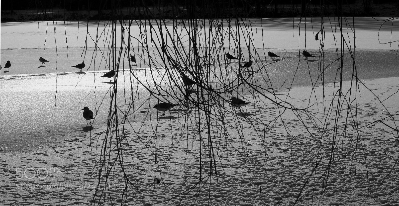 Canon EOS 350D (EOS Digital Rebel XT / EOS Kiss Digital N) sample photo. Birds on an icy photography