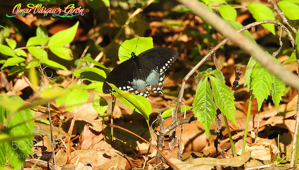 Nikon Coolpix P900 sample photo. Ovg photography