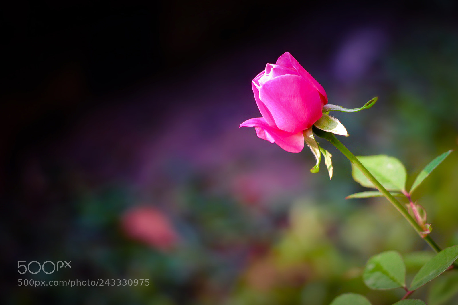 Canon EOS 800D (EOS Rebel T7i / EOS Kiss X9i) sample photo. A pink rose photography