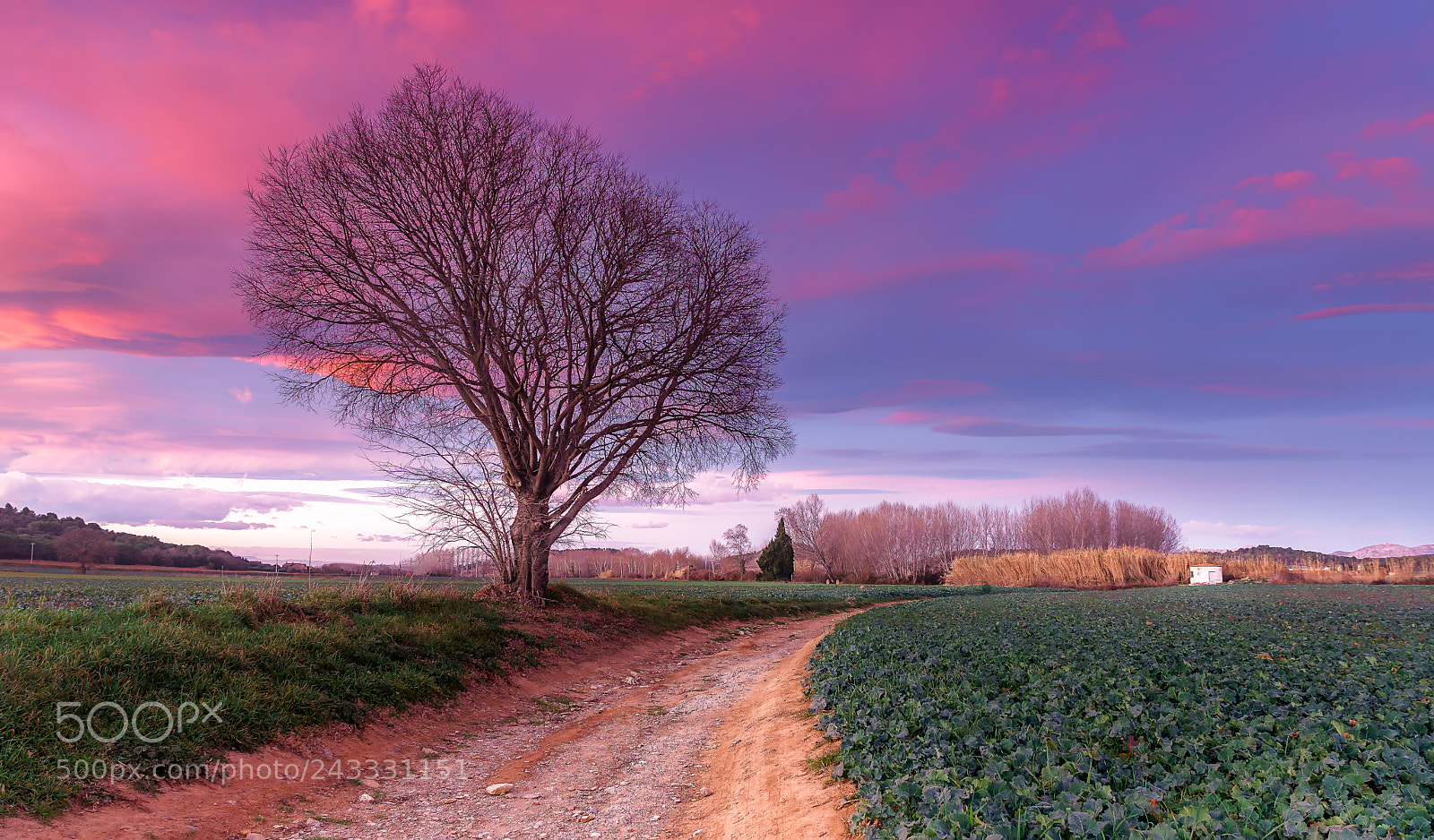 Sony ILCA-77M2 sample photo. L´arbre photography
