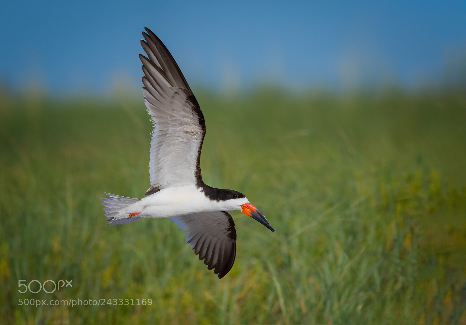 Canon EOS 7D Mark II sample photo. Black skimmer photography