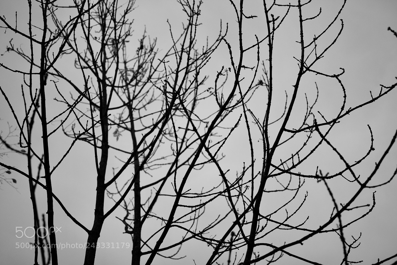 Canon EOS 550D (EOS Rebel T2i / EOS Kiss X4) sample photo. Untitled photography