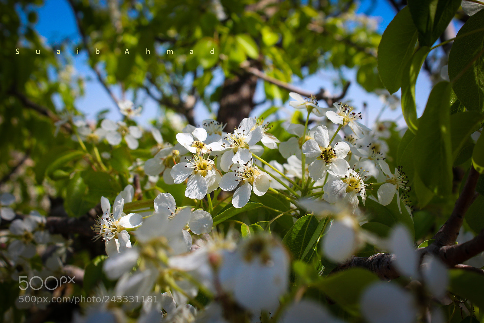 Canon EOS 1200D (EOS Rebel T5 / EOS Kiss X70 / EOS Hi) sample photo. Beautiful spring day photography