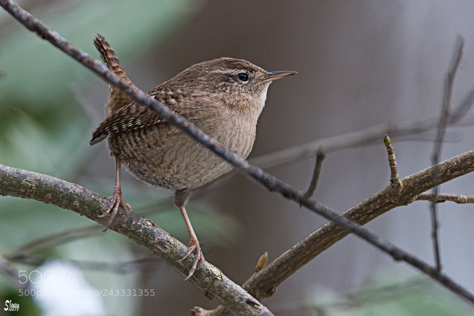 Nikon D500 sample photo. Eurasian wren photography