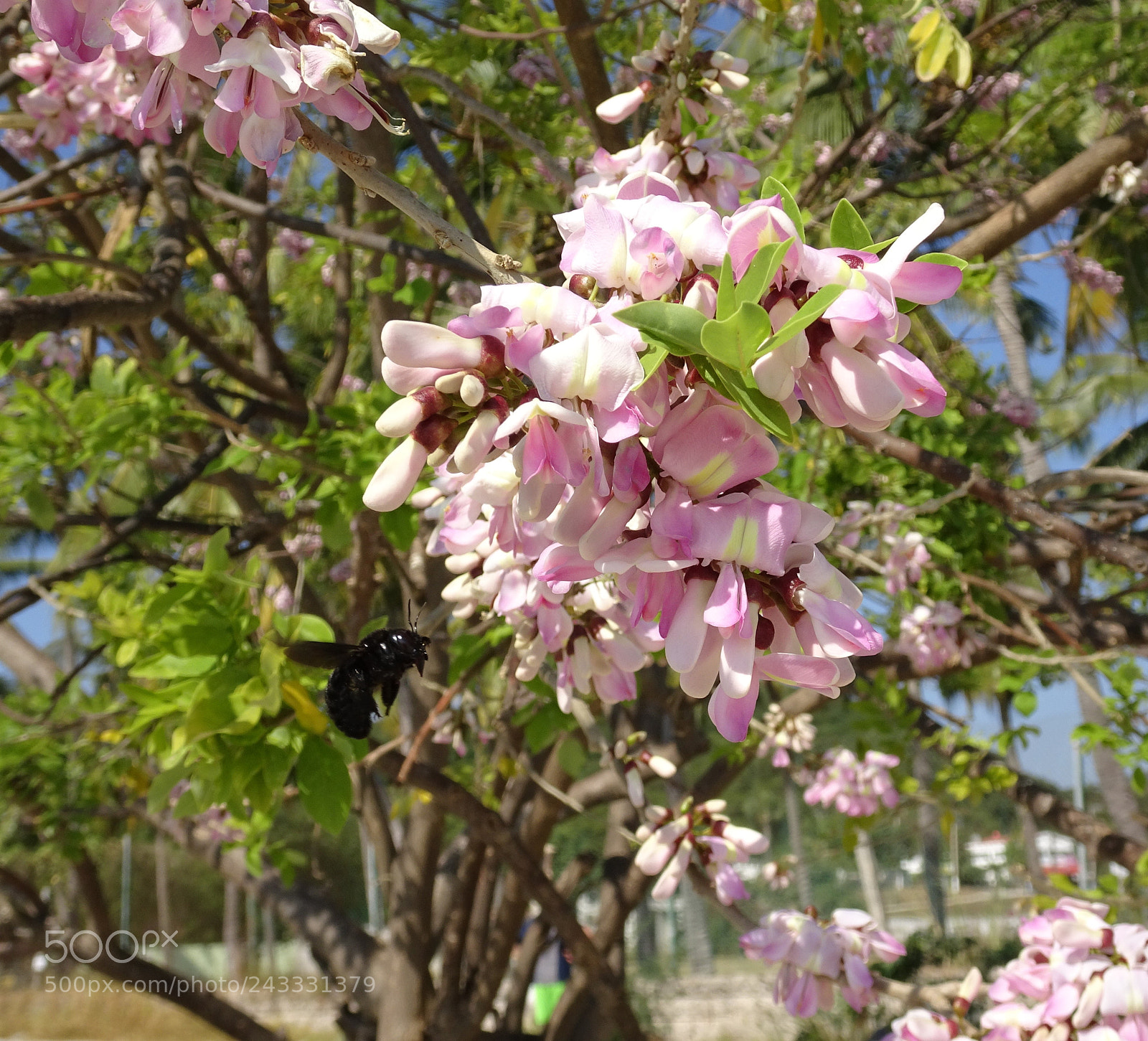 Sony Cyber-shot DSC-HX90V sample photo. Blossom and bug. photography