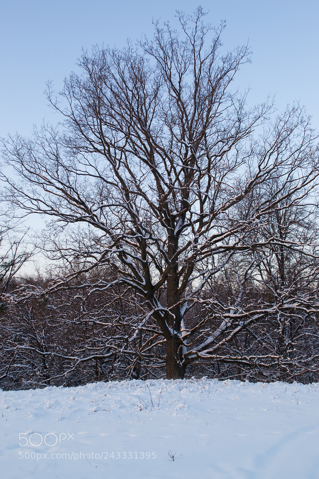 Nikon D3100 sample photo. Oak in the snow photography