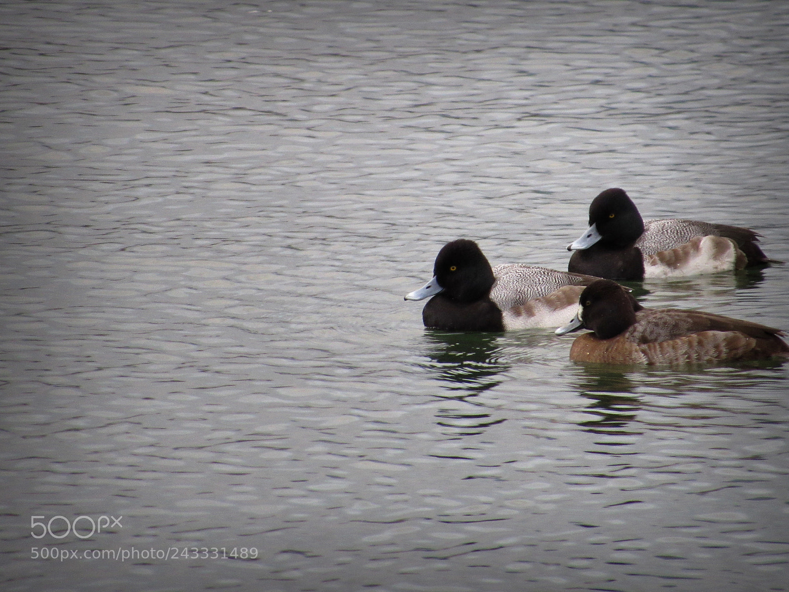 Canon PowerShot SX530 HS sample photo. The ducks of austin photography