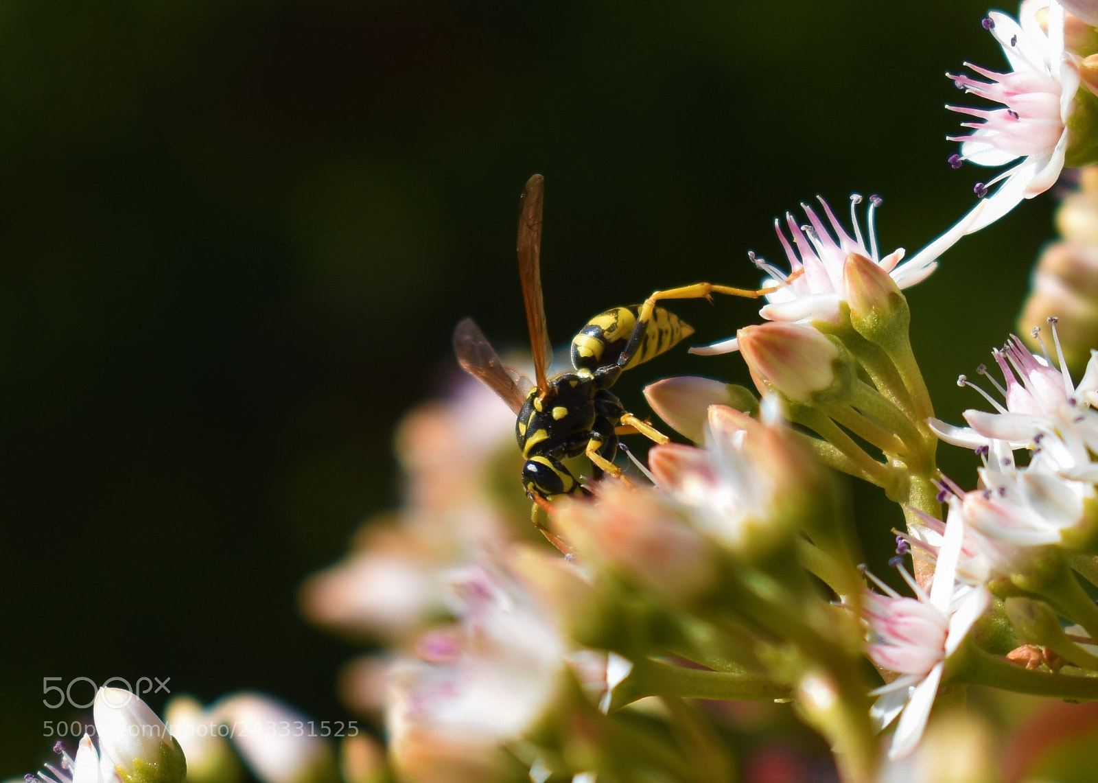 Nikon D3400 sample photo. Bee photography