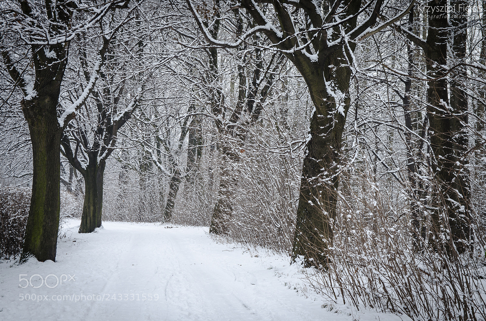 Nikon D5100 sample photo. Winter. photography