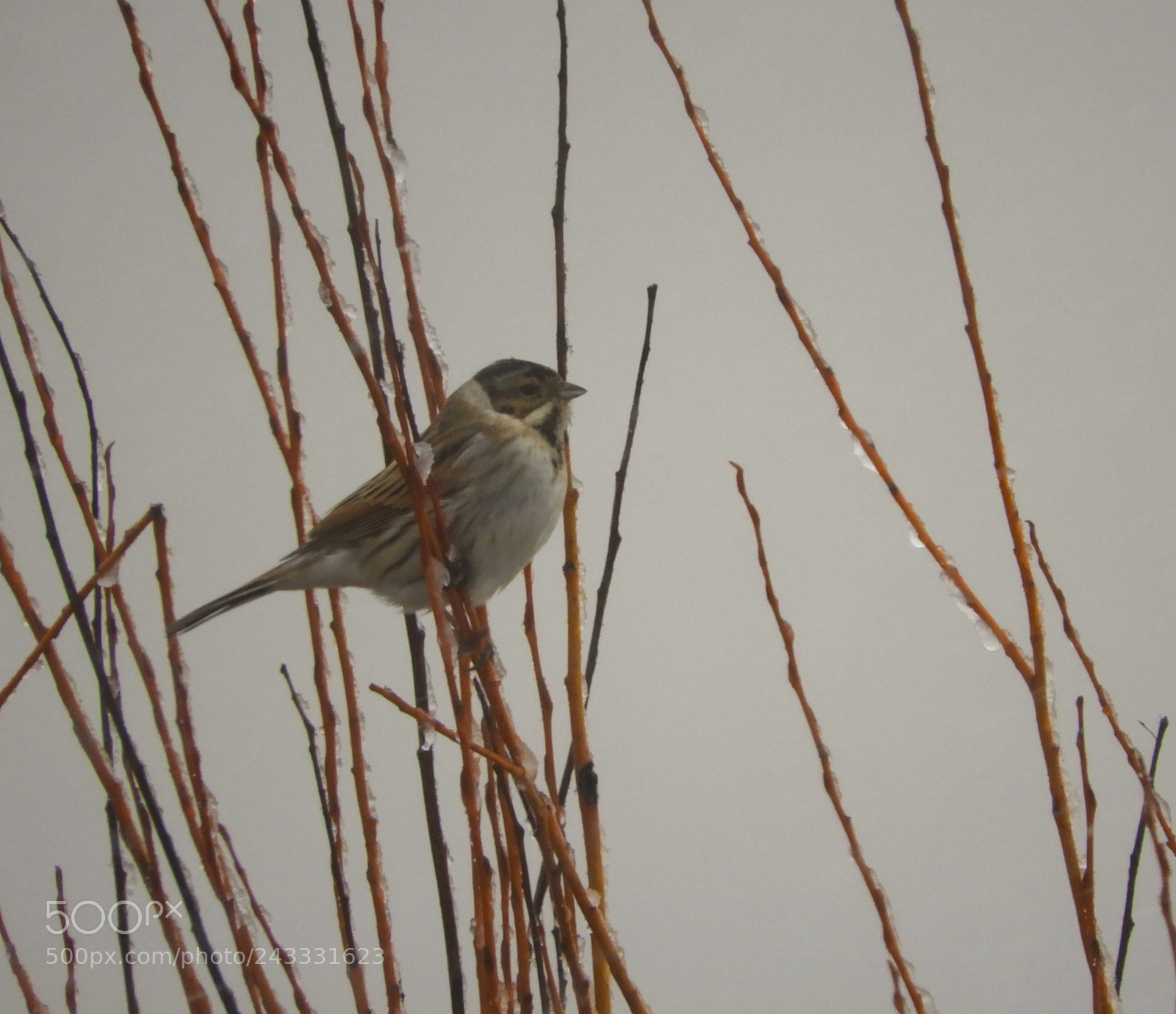 Nikon Coolpix B700 sample photo. Reed bunting photography