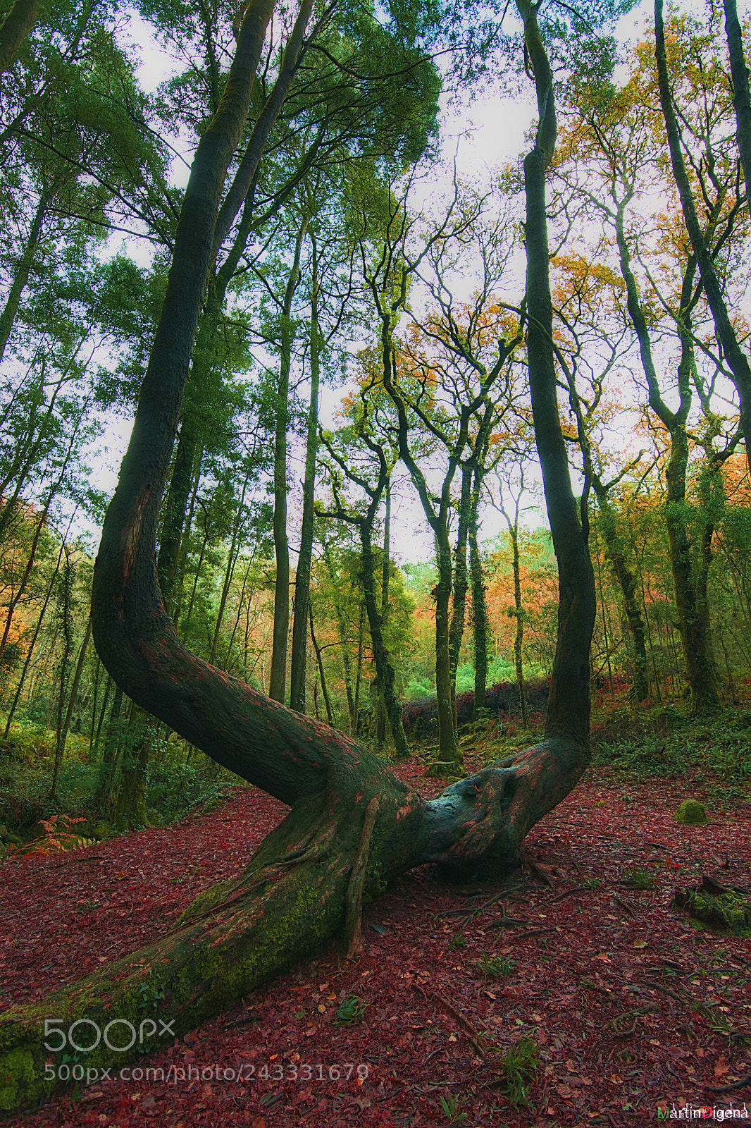 Nikon D7100 sample photo. Árbol de fantasía photography