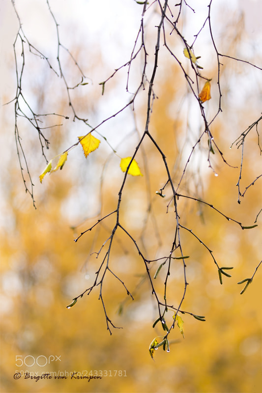 Canon EOS 60D sample photo. Autumn pastels photography
