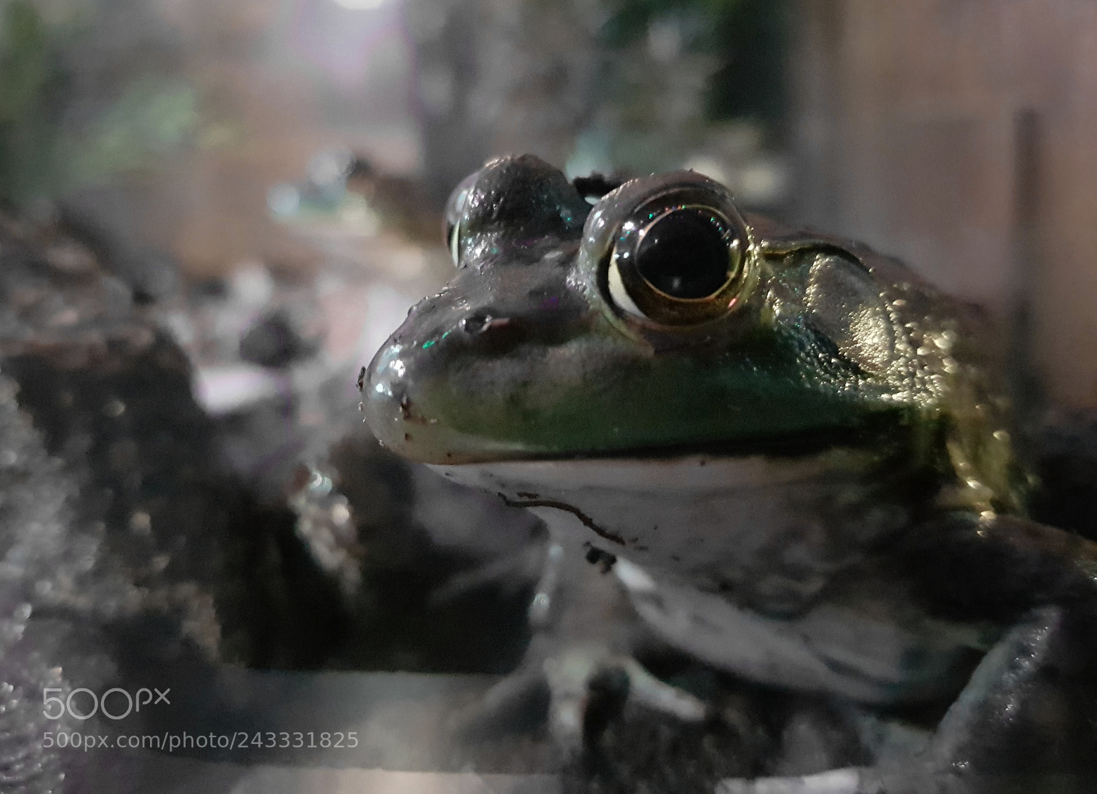 Samsung Galaxy S8+ sample photo. Sapo verde oscuro photography