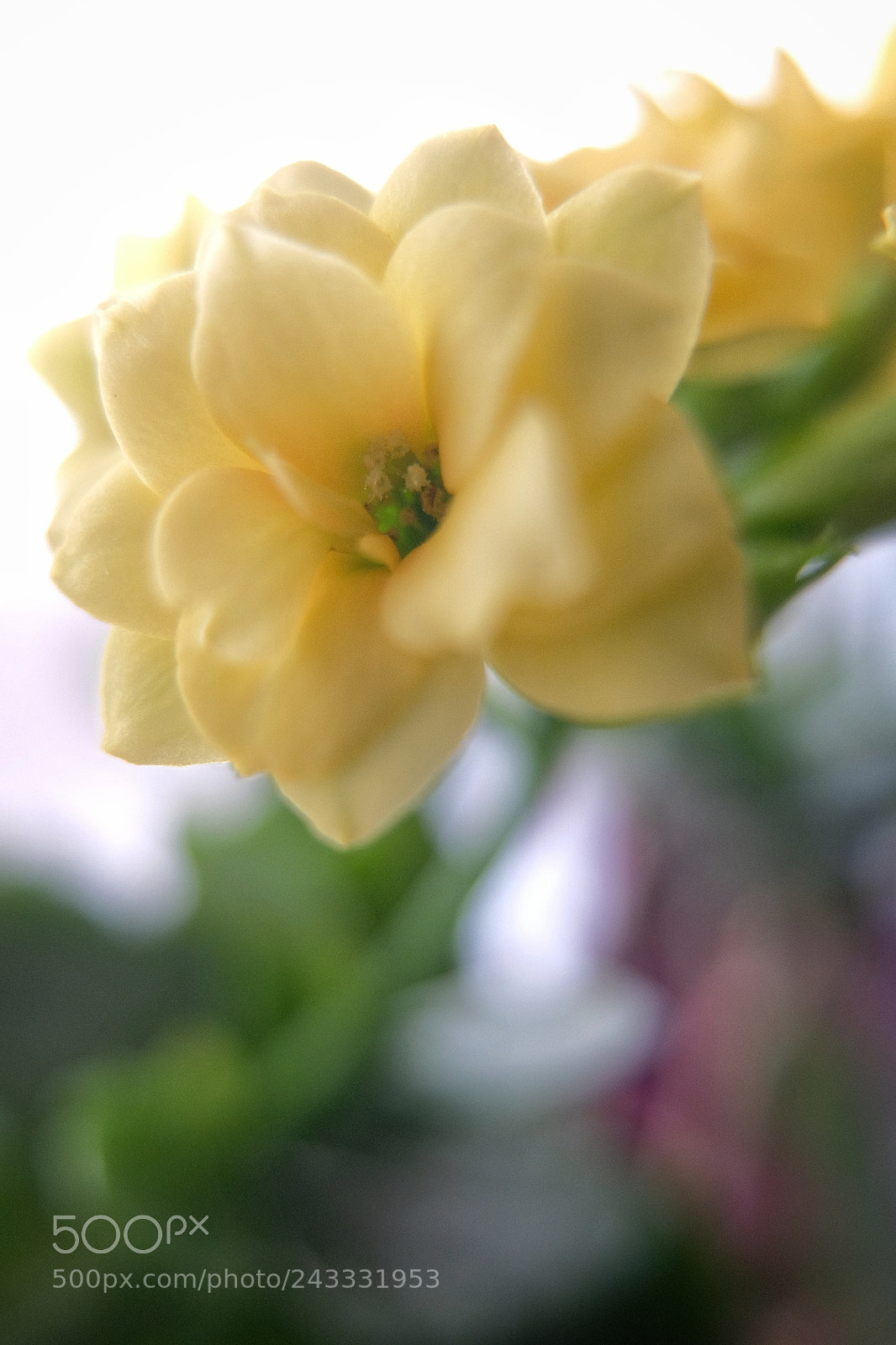 Fujifilm X30 sample photo. Flower photography