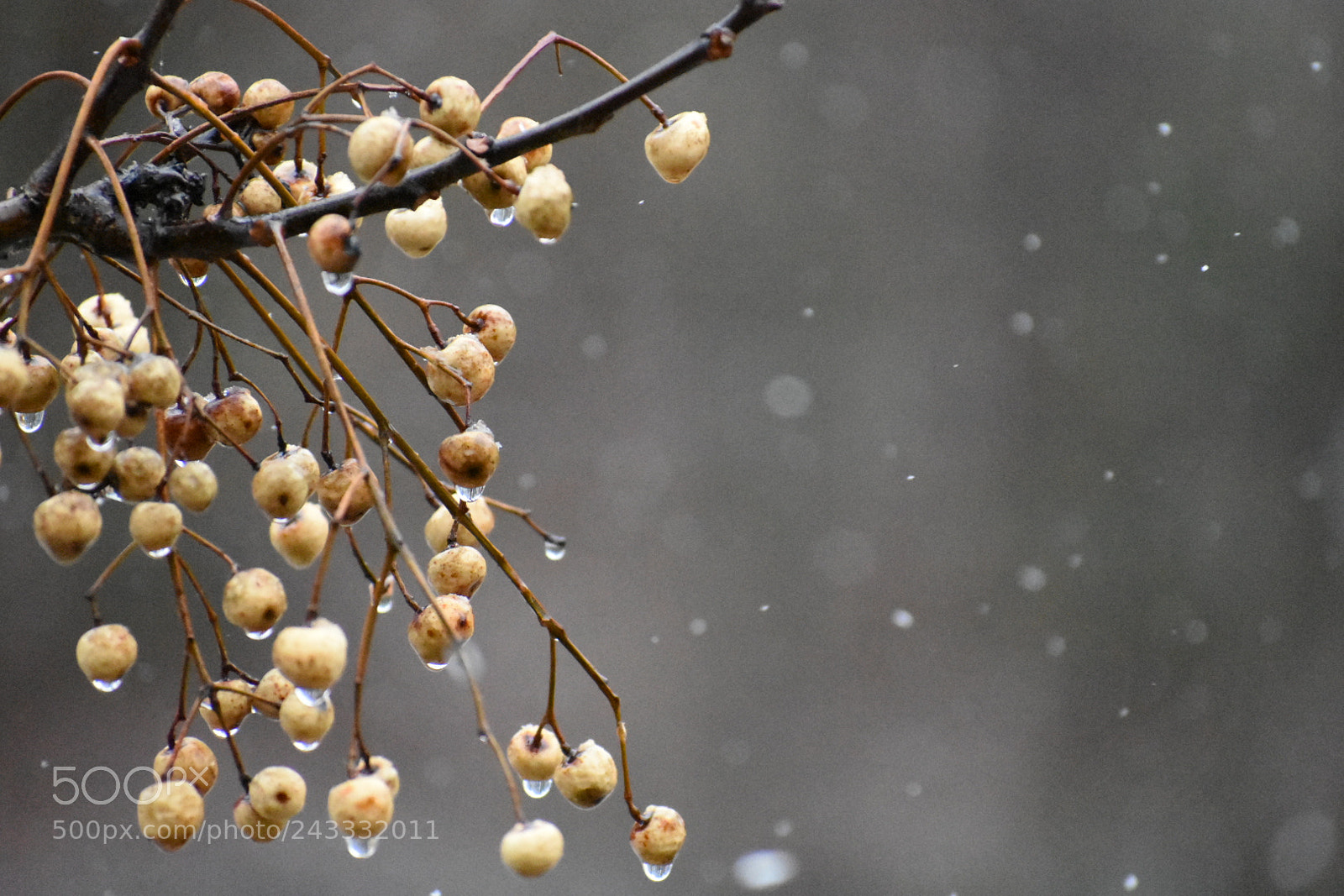 Nikon D3400 sample photo. China berries photography