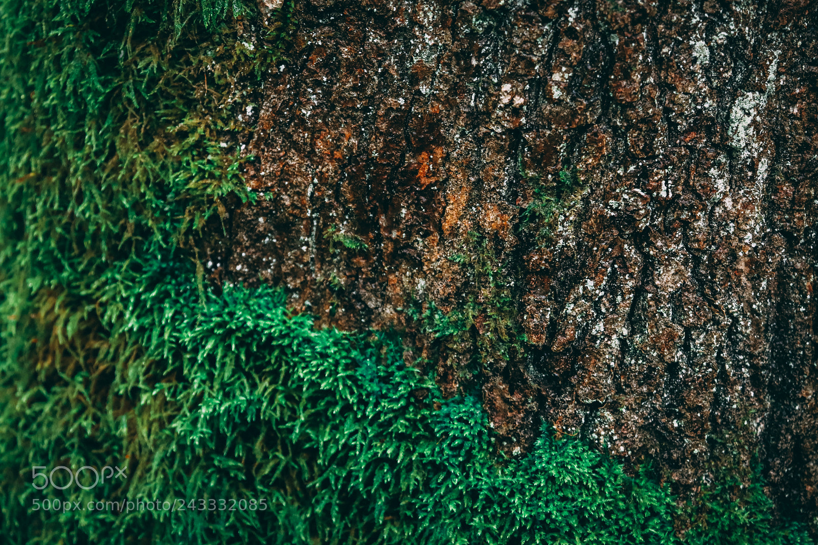 Canon EOS 5DS sample photo. 1a7a0542-2.jpg photography